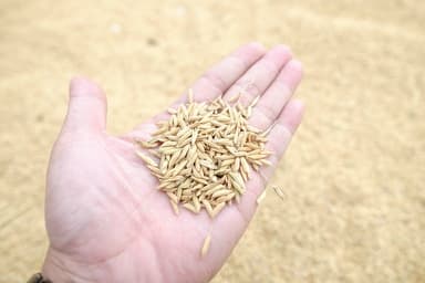 国産の農産物とMB